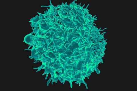Colourised scanning electron micrograph of a T cell (Image by NIAID, CC BY 2.0, via Wikimedia Commons)