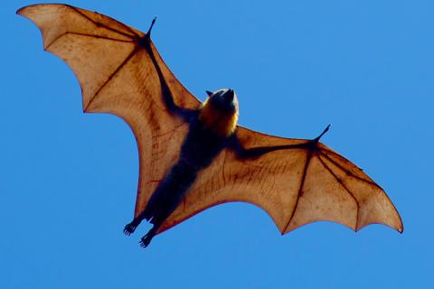 Grey-headed flying fox (Pteropus poliocephalus), the largest and best-known bat in Australia (Photo by Duncan PJ, via Flickr)