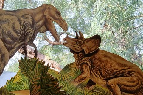 Tyrranosaurus fights Triceratops