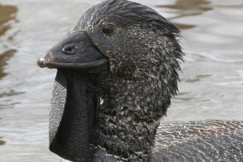 Not a bloody fool, it's a musk duck (Photo by Richard Crook via Flickr)