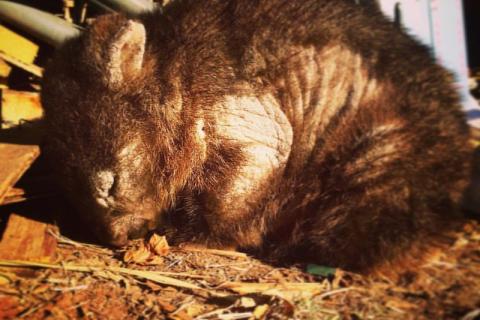 A sleeping wombat with sarcoptic mange, one of the biggest threats they face (photo by UpSticksNGo Crew, via Flickr)