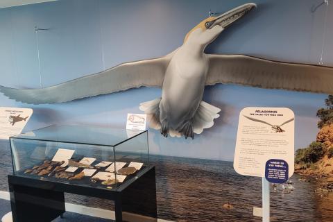 A wall with a large prehistoric bird on it, and museum displays in front