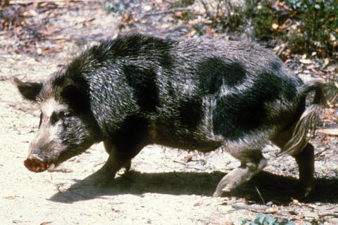 Feral pig (Sus scrofa) Near Canberra, ACT (Photo by CSIRO, CC BY 3.0, via Wikimedia Commons)