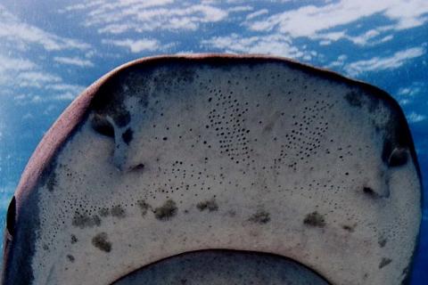 Tiger shark snout showing the pores of its ampullae of Lorenzini, for detecting electric fields (photo by Albert kok, via Wikimedia Commons)