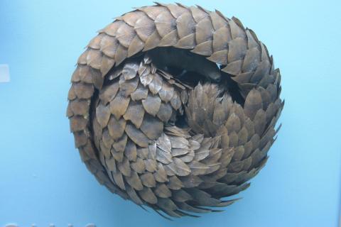 A pangolin in defensive pose