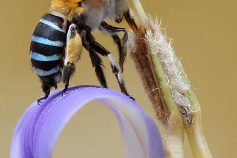 Australian native bee pollinates flower