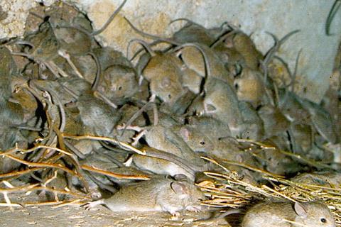 Mouse plague in 2007, probably very similar to the current one because mice look pretty much the same (Photo by CSIRO, CC BY 3.0, via Wikimedia Commons)