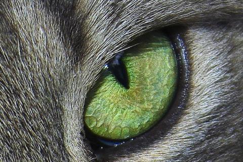 Eye of a cat - no indication of whether it has Toxoplasma gondii infection or not (Photo by Guylaine Brunet, CC BY 2.0, via Wikimedia Commons