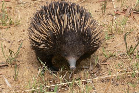 Echidnas are one of the few species of Monotremes in the world