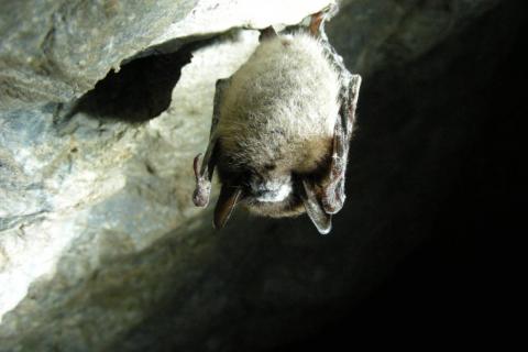 Little brown bat affected by White nose syndrome hanging at Greeley Mine in Stockbridge, Vermont (photo by Marvin Moriarty, U.S. Fish and Wildlife Service)
