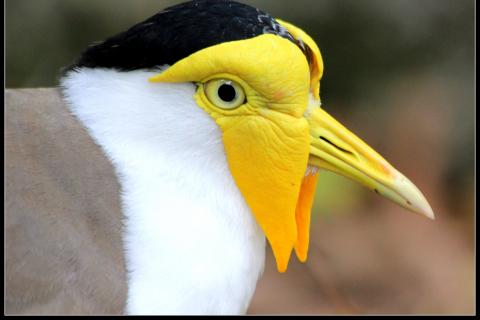 Masked Lapwing