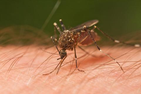 Many mosquito borne diseases are specific in both host and insect vector. 