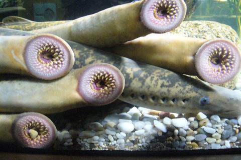 Good news is that our vertebrate ancestors may not have been horrifying vampire fish like these lampreys (Photo by Fernando Losada Rodríguez, CC BY-SA 4.0, via Wikimedia Commons)