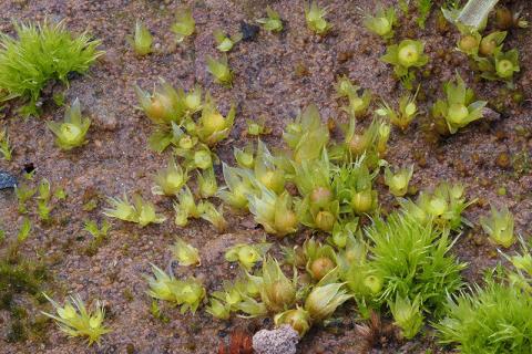 Scattered plants of spreading earthmoss (Physcomitrium patens) on mud at Usk Reservoir (Photo by Claire Halpin, British Bryological Society)
