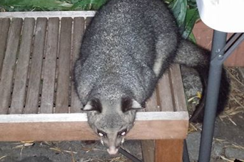 Urban Brushtail Possum