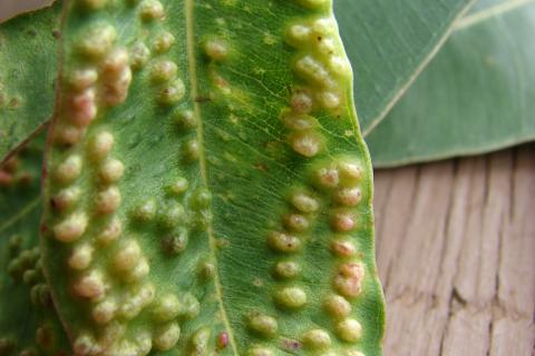 Leaf galls on Eucalyptus robusta