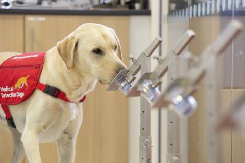 COVID-19 detection dog Storm, a three-year-old Labrador x Golden Retriever © MDD/Neil Pollock