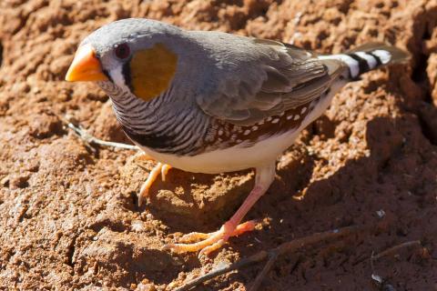A male Zebra Finch in Karratha, WA (Photo by Jim Bendon, uploaded to Wikimedia Commons by snowmanradio)