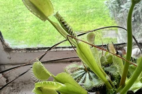 Venus flytrap (Dionaea muscipula) with leaves in various stages of opening (Photo by Chris Lassig)