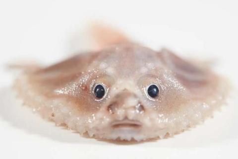 A deep-sea batfish found near Cocos (Keeling) Islands by the RV Investigator (Image from Museums Victoria)
