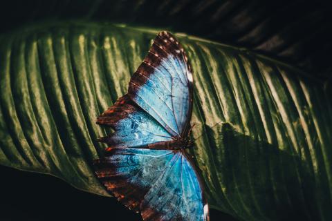Morpho butterfly
