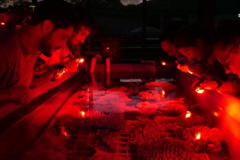Researchers observing coral in the National Sea Simulator (Photo by Marie Roman, AIMS)
