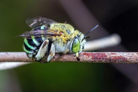 Blue banded bee rests on a twig