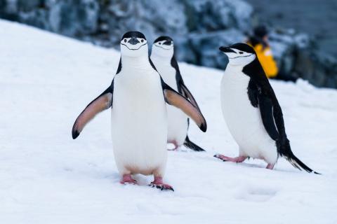 Penguins in Antarctica