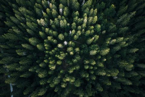 Aerial view of boreal forest