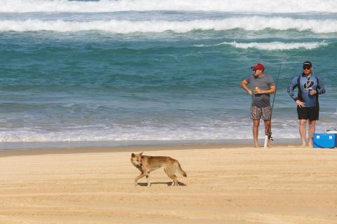 Dingo on the beach in K'gari (Fraser Island)