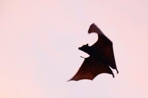Bat in flight