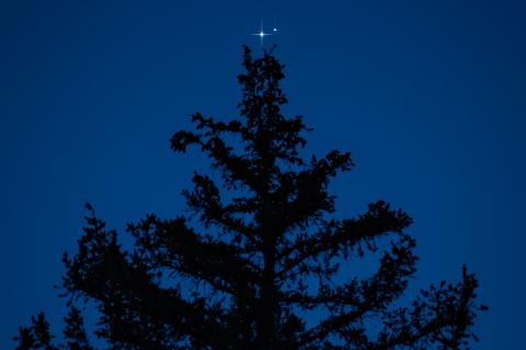 A star above a pine tree