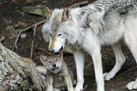 Wolf and cub in forest
