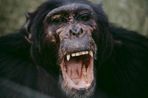 Chimpanzee bares teeth