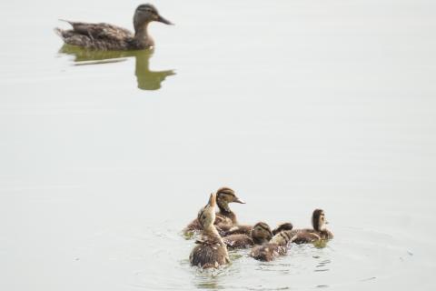 Ducks swimming 
