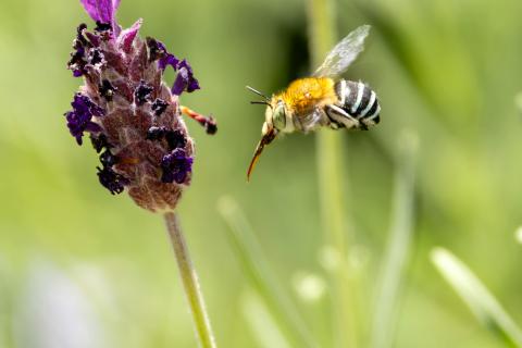 Blue Banded Bee Hovering Near Lavender Blossom