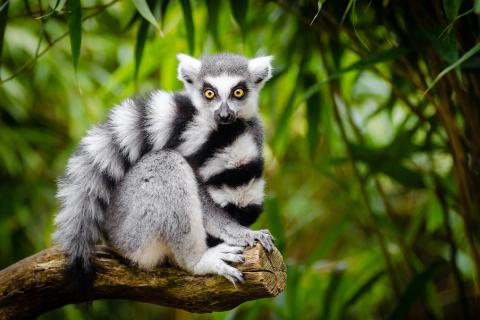 Ring Tailed Lemur