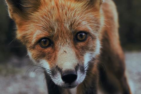 A red fox