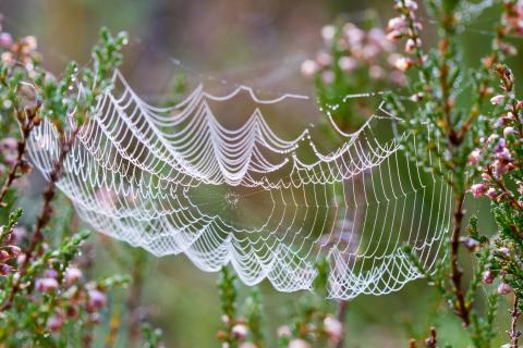 Spider web in field