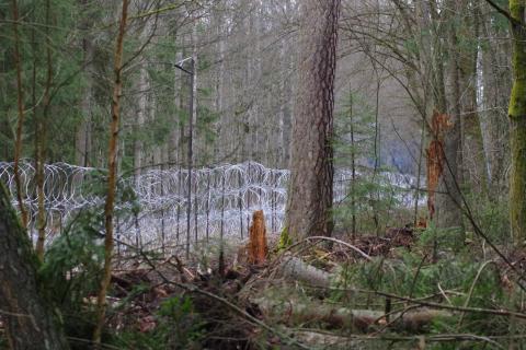 Bright silver razor wire cuts through deep green trees and recent tree stumps in the Białowieżą Forest on the border between Poland and Belarus