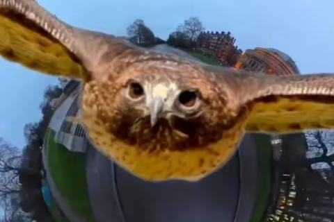 "This is incredible footage. It’s definitely not a red kite and doesn’t look like a sparrowhawk" Image from Jeremy Vine video with media quote