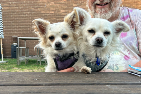 A man with orange hair and a grey beard sits at a wooden table outdoors with two white chihuahuas on his lap. 