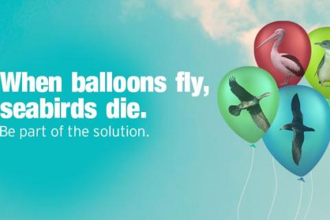 When Balloons Fly, Seabirds Die