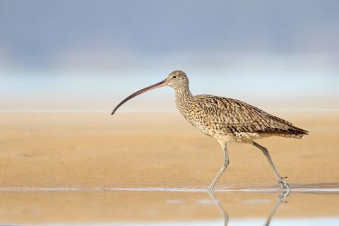 A critically endangered Eastern Curlew.