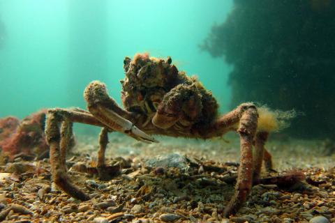 Spider crabs gather in huge numbers in Port Phillip Bay to moult.