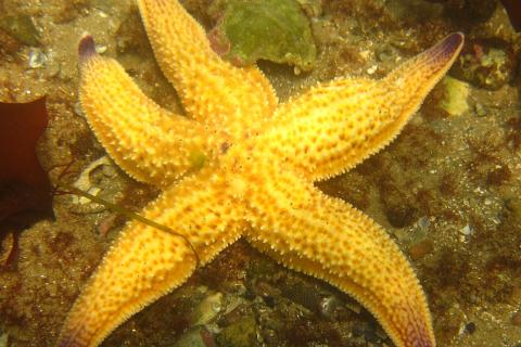 The northern Pacific seastar, arguably southern Australia's most damaging marine pest species