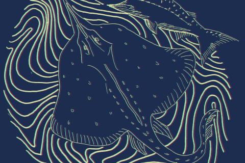A line drawing of a skate and a salmon 