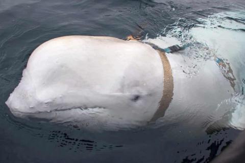 Hvaldimir the alleged spy beluga