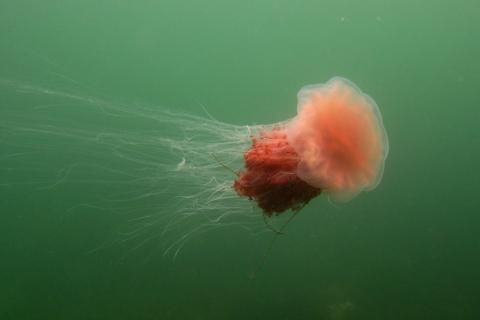 A lion's mane jellyfish at Point Cooke Marine Sanctuary (Andrew Christie)