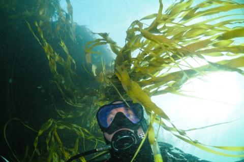 Phil Watson with kelp